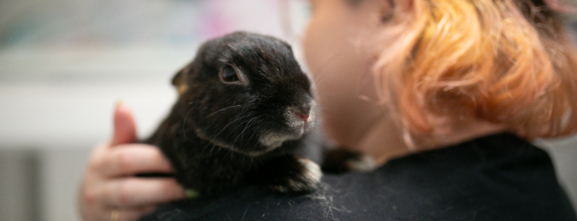 Animal Aid Victoria