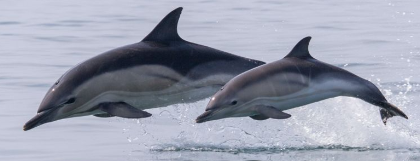 Action for Dolphins