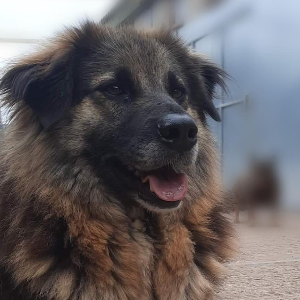 Pawprints to Freedom