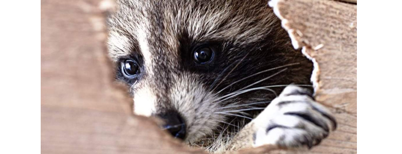 SOS Miss Dolittle - Centre d’aide pour animaux sauvages