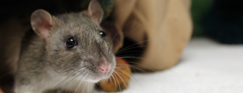 New Westminster Animal Services