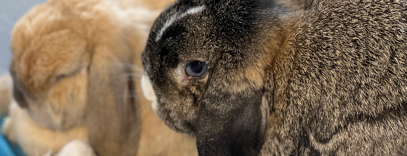 Dolly's Dream Home Rabbit Rescue