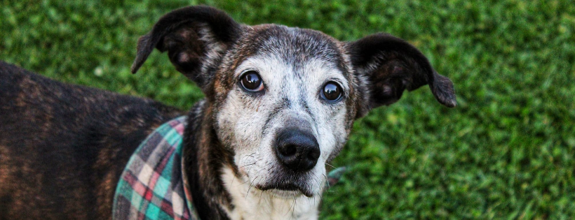 See Me Home Senior Dog Sanctuary