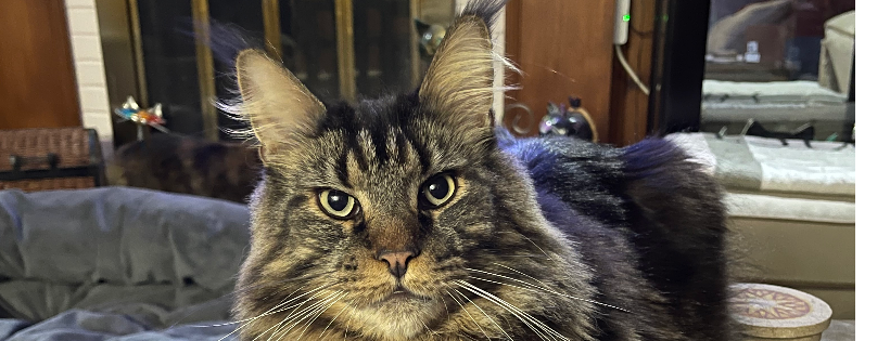Only Maine Coon Rescue