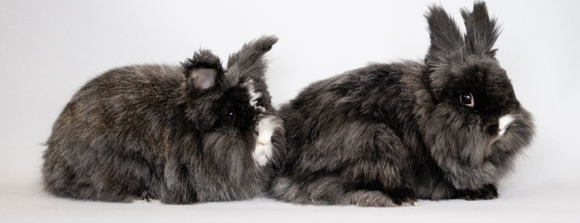 MN Pocket Pet Rescue