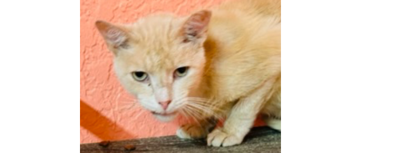 Purrrfect Angels cat rescue and sanctuary inc