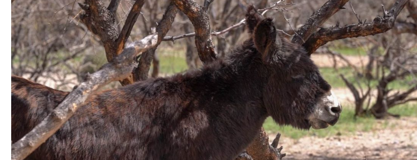 Forever Home Donkey Rescue & Sanctuary