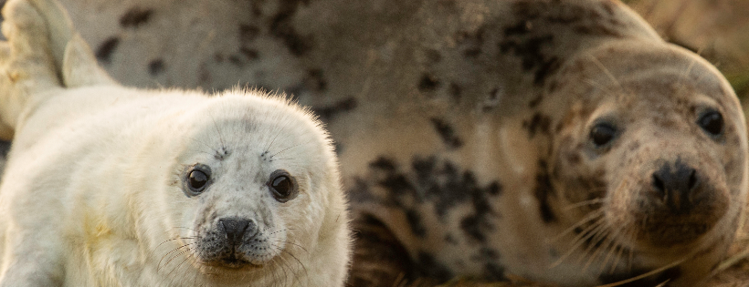 Friends of Horsey Seals