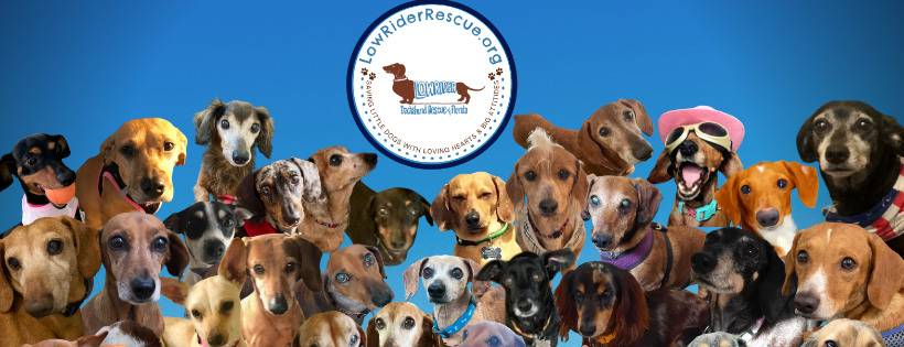 Low Rider Dachshund Rescue of FL, INC