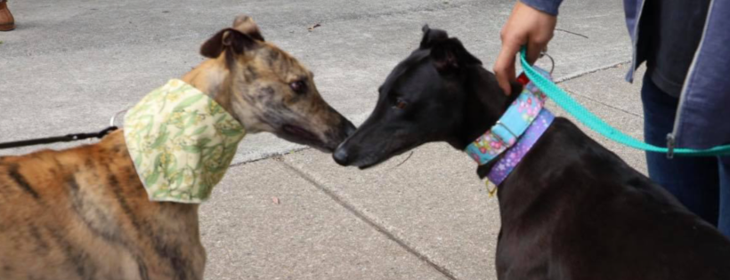 Rescues4Pets Inc