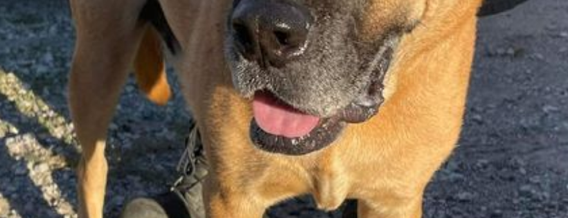 Love Those Seniors and More Association