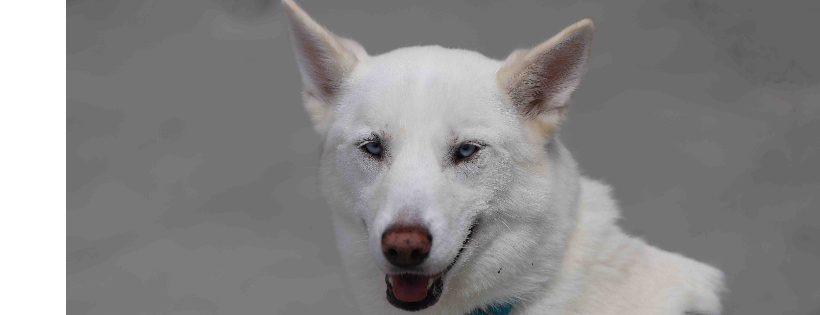 NorSled Rescue