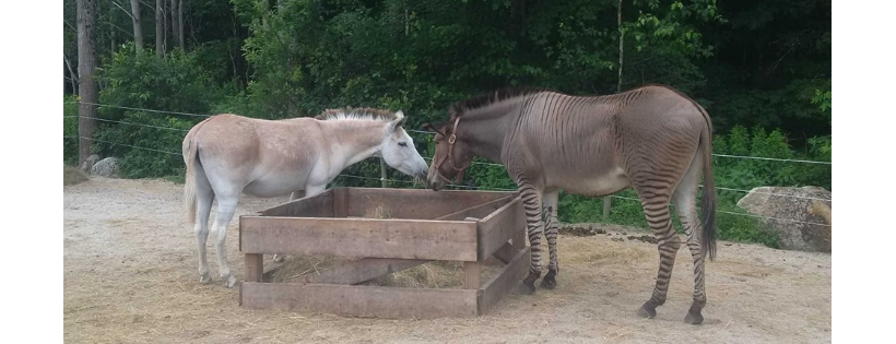 IHERC Animal Rescue Centre & Sanctuary