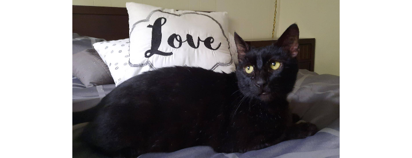 Black Cat Holistic Rescue