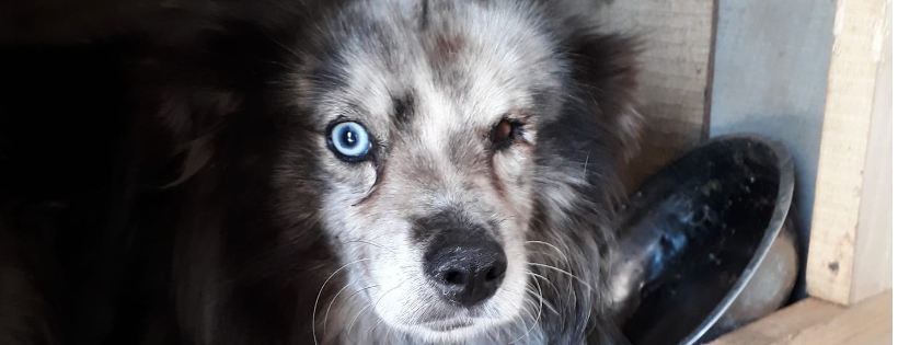 Lotus Stray Rescue