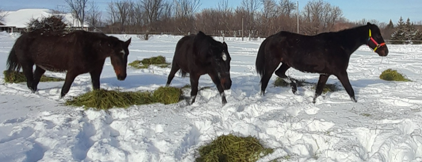 GRG Ranch Horse Rescue & Sanctuary