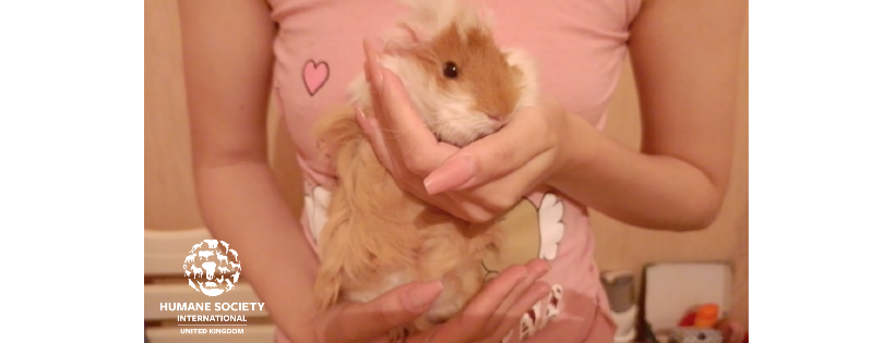 Humane Society International (UK)