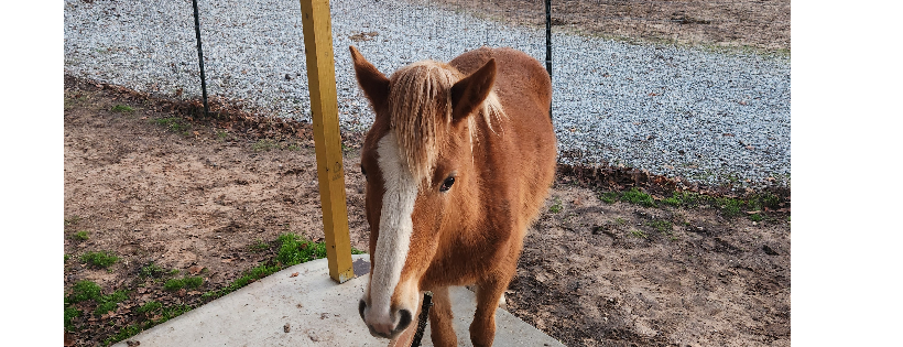 Equine Sanctuary and Rescue