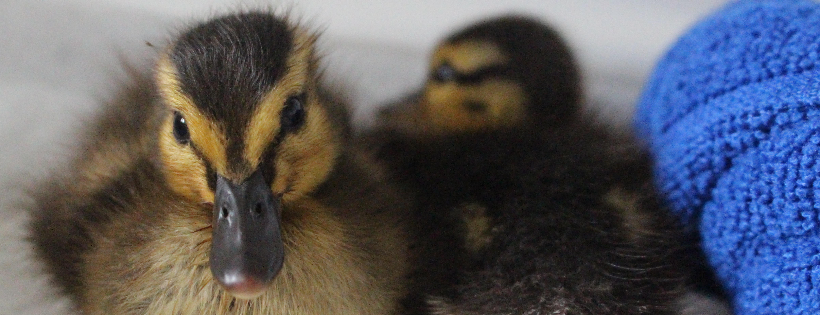 Brent Lodge Wildlife Hospital