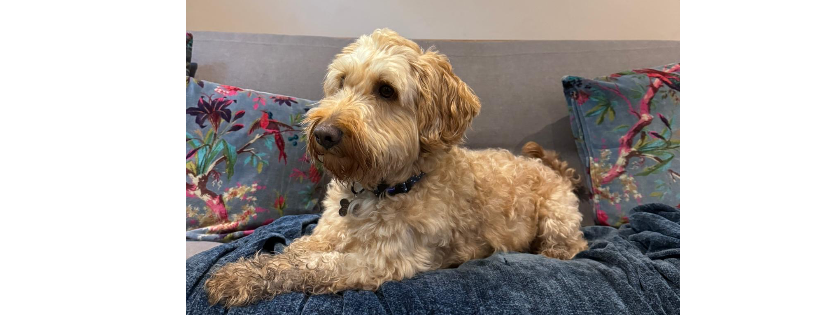 RSPCA Norfolk West