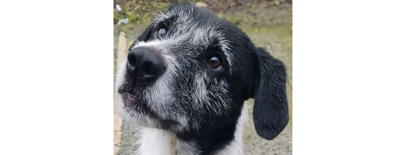 Animal Rescue Cymru