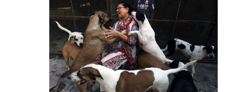 Lucky Animal Protection Shelter