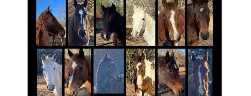 Bayou State Equine Rescue