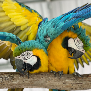 Pattys Parrot Palace, Inc Logo
