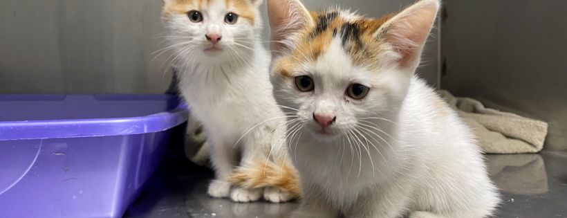 Northeast SPCA