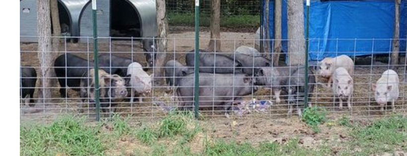 Happy and Sunshines Pig Rescue and Sanctuary
