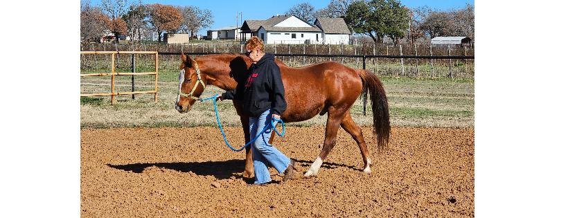 pjjr ranch corp