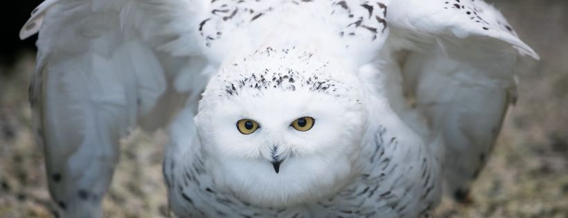 Cornish Birds of Prey CIC