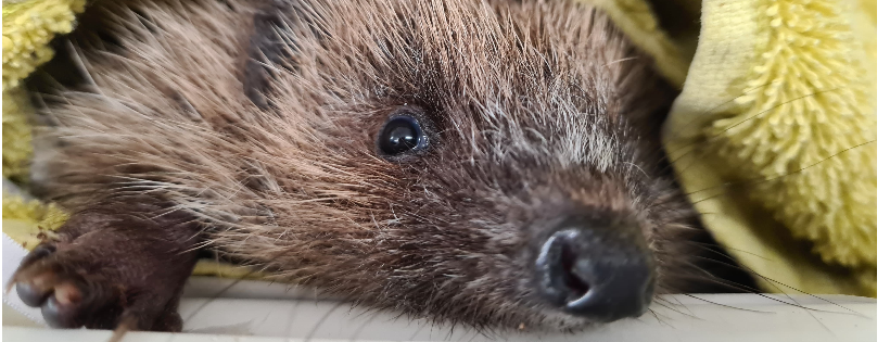 Brent Lodge Wildlife Hospital