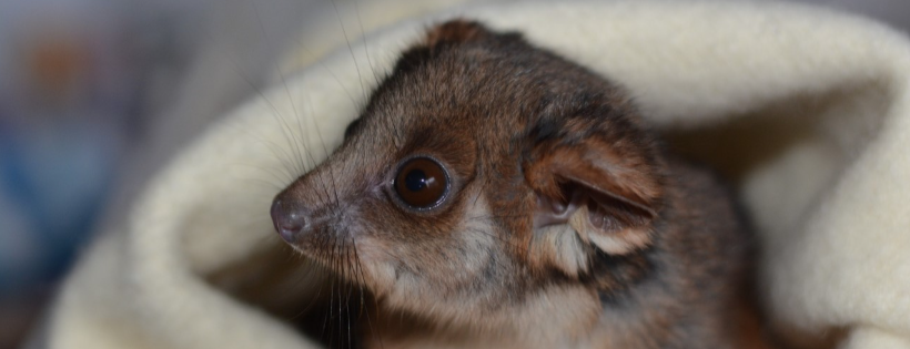 WIRES Wildlife Rescue