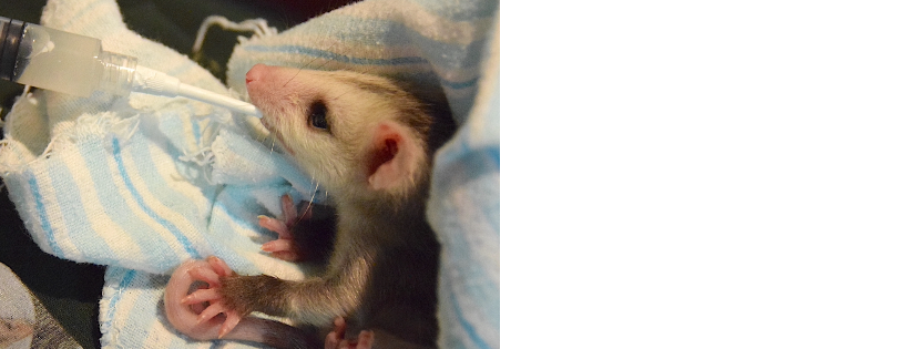 Ferncroft Wildlife Rescue