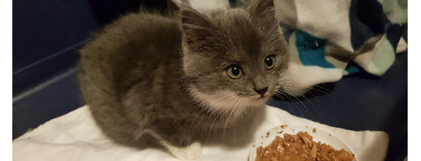 Wainui Whiskers Charitable Trust CC60584