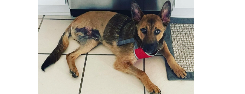 Save our Sheps rescue