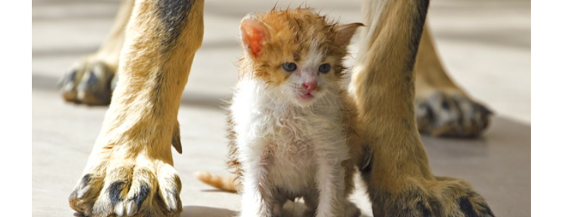 Okanagan Humane Society