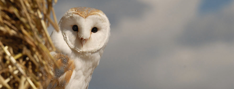 Barn Owl Centre