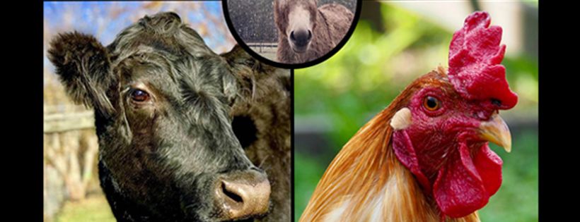 Farm of the Free Animal Sanctuary