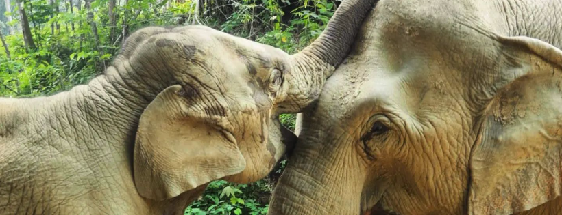 Lao Elephant Initiative