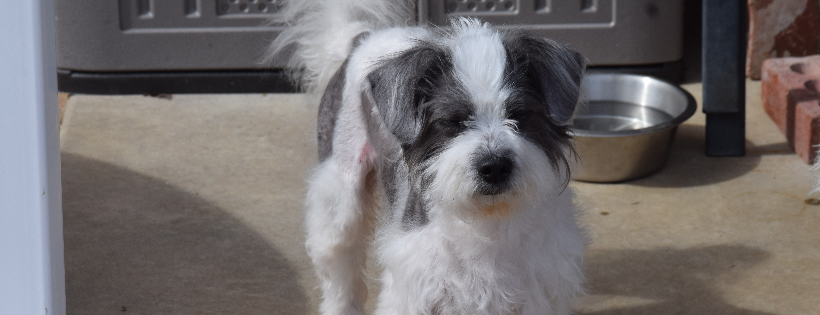 Foster pet outreach