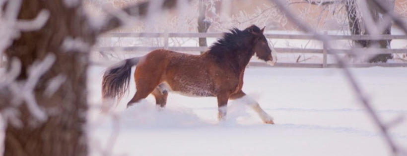 No Equine Left Behind