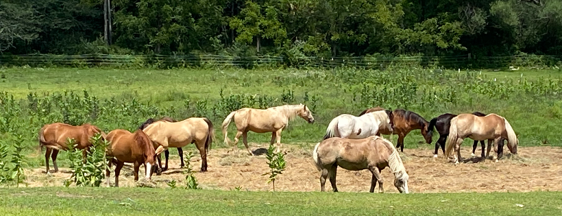 Rivers edge horse rescue and sanctuary