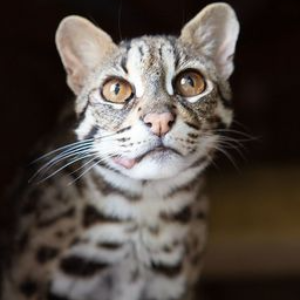 Avalo Cat Sanctuary