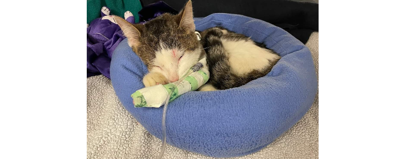 A Rejoyceful Animal Rescue