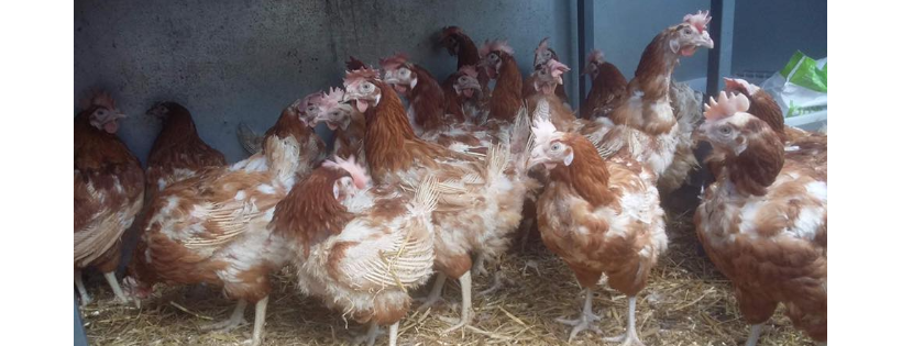 Lucky Hens Rescue