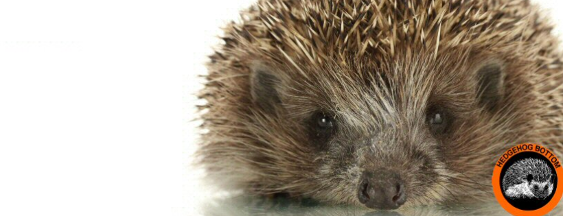 Hedgehog Bottom