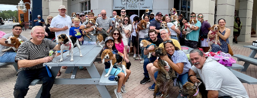 South Florida Beagle Rescue