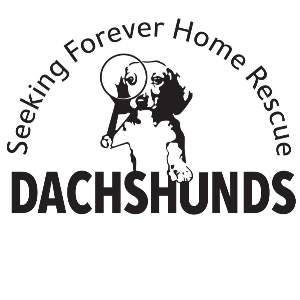 Dachshunds Seeking Forever Home Rescue